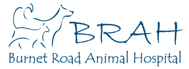 Veterinarians Austin | Burnet Road Animal Hospital